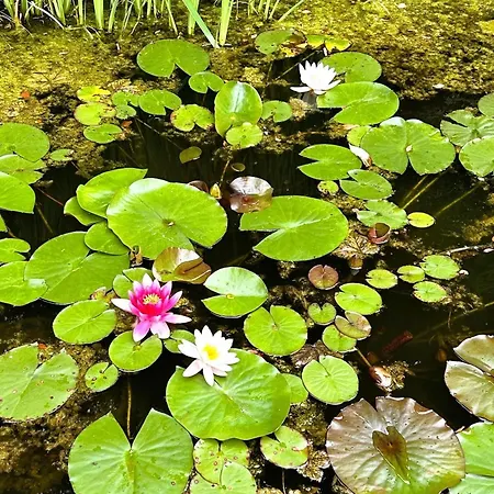 With Garden In Sankt Vith Дом отдыха *