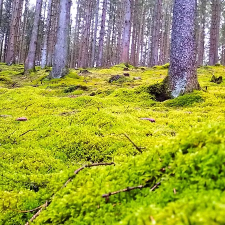With Garden In Sankt Vith Санкт Вит