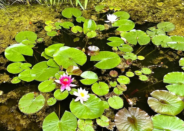 With Garden In Sankt Vith Hébergement de vacances *