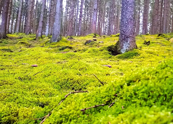 With Garden In Sankt Vith St. Vith